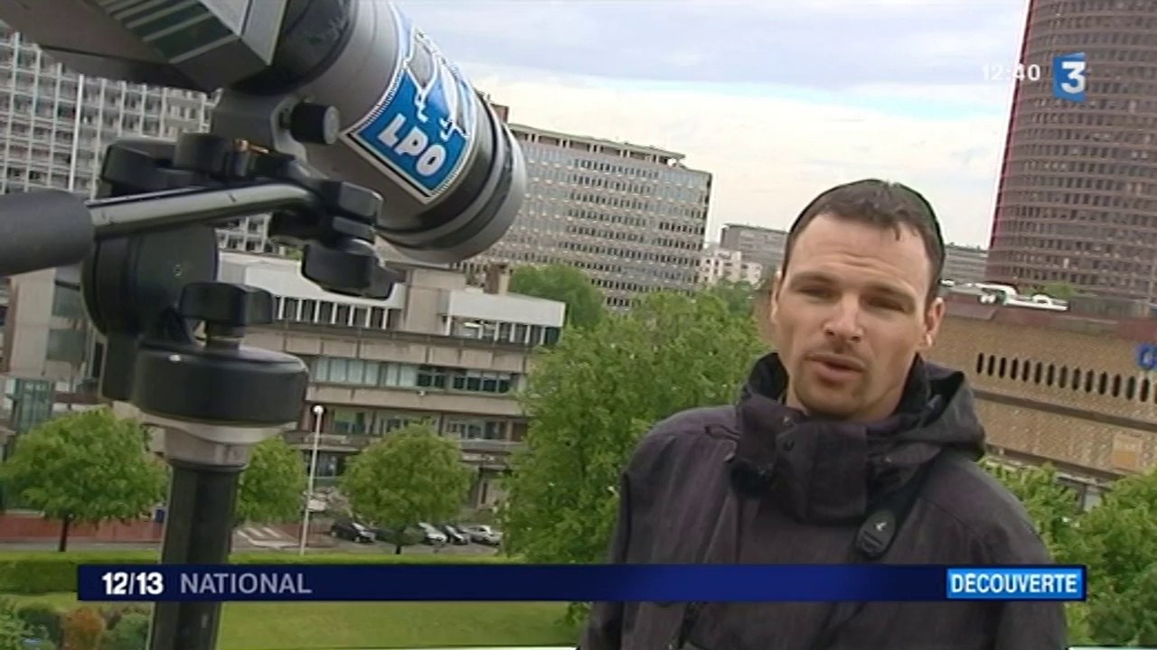 Quatre bébés faucons sont nés au sommet d'une tour à Lyon