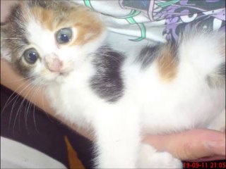 Bebek Kedi Pozları -yasamdakibereket.com