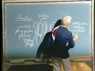 Lecture 07 - Digestive System II