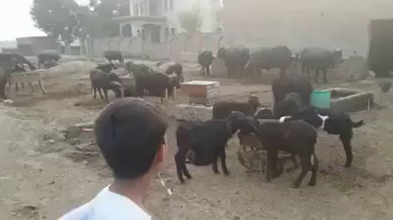 Village ka view,