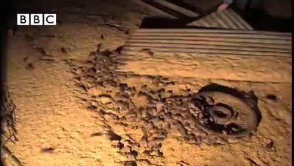 Çiftliğini Fareler Basan Ailenin Dramı