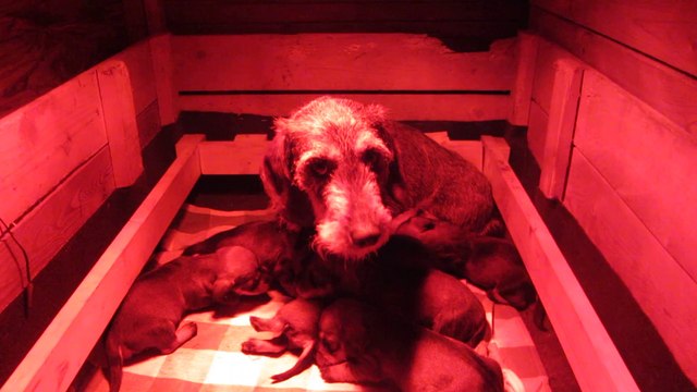 Teckels chiots de l'écho de la Braconne