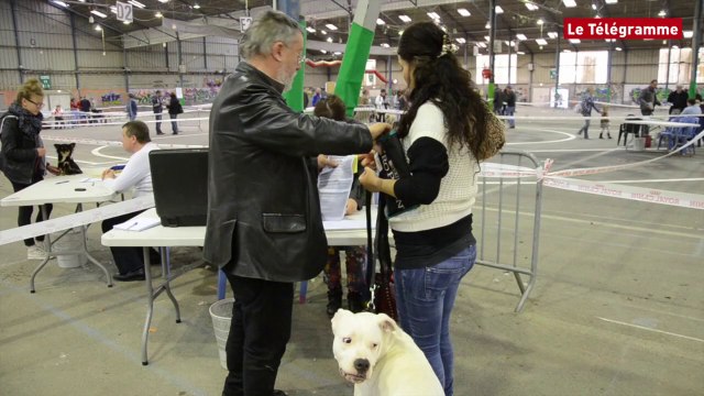 Saint-Brieuc. Séance de confirmation de race à l'Exposition canine internationale