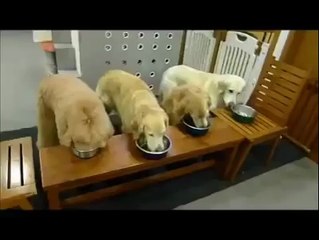Bulaşıkları bırakmayan köpekler