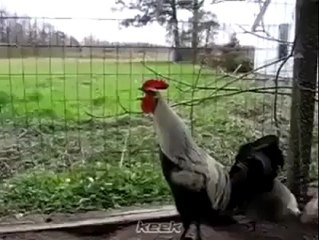 muragh ki azan مرغ کی اذان