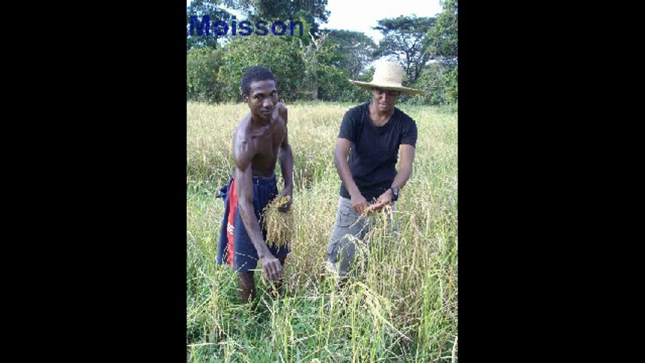 le riz à madagascar