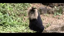 Lion Tailed Macaque Behaviour
