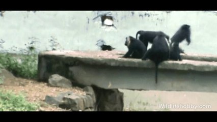 Gang of Lion Tailed Macaque (Group)