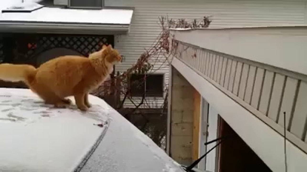 Cat Jump Fail -P