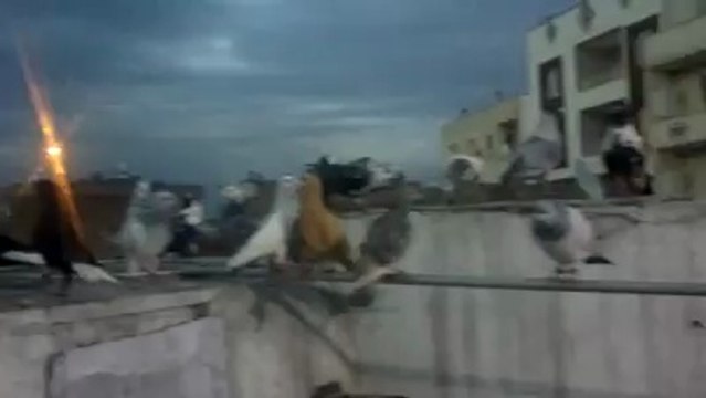 Mahmut Demir Karışma Kuşları Şanlıurfa guvercintv.com