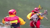 Vigili del Fuoco salvano un capriolo caduto in un canale a Piaggione-Lucca