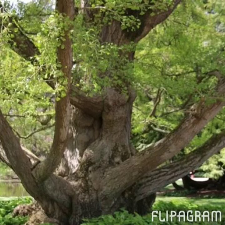 Jardin botanique de Tours