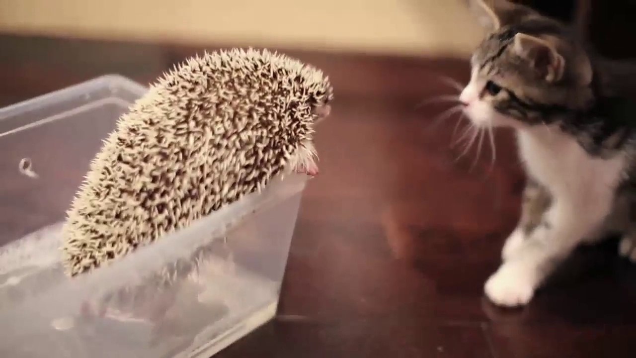L'incredibile curiosità di un gattino alla scoperta di un piccolo riccio di terra