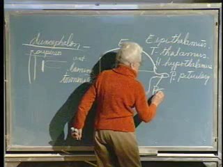 Lecture 21 - Nervous System IV