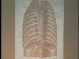 Lecture 23 - Nervous System VI