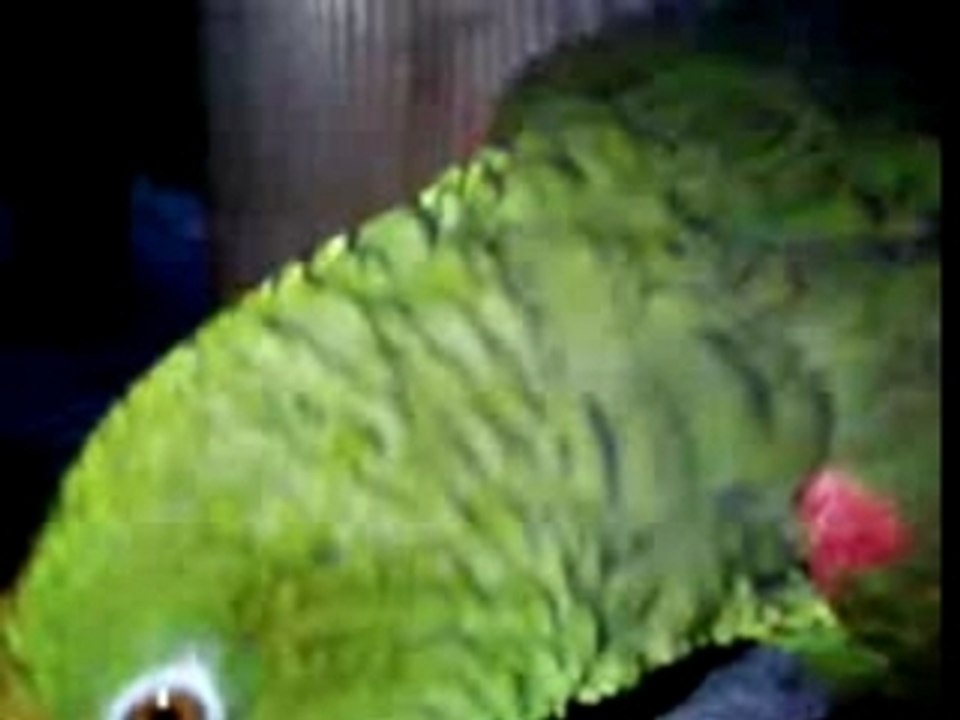 "COCO"...incroyable!!!