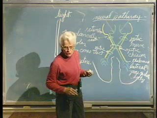 Lecture 27 - Nervous System X