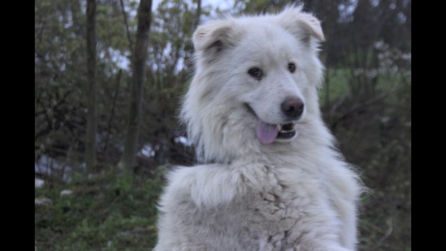 Dernière foulée des chiens Samoyèdes avant un covoiturage avec Lionel, leur Muscher-avril 2014