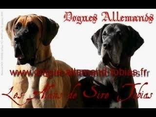 Championne de France Telcy Dogue Allemand noir d'arlequin