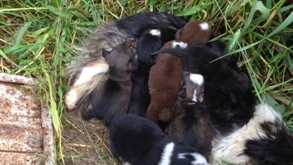 KEDİYİ EVLAT EDİNEN KÖPEK.       Yükleyen: Davut AYGÜN.
