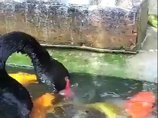 Kuğular balık besliyor