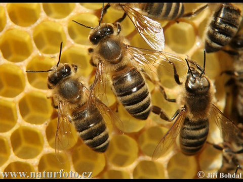 Bee keepers K liye Round the Year Monthly Tips Part 1 DR.ASHRAF SAHIBZADA