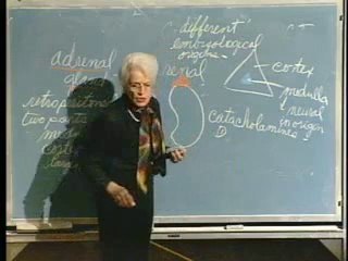 Lecture 31 - Endocrine System II