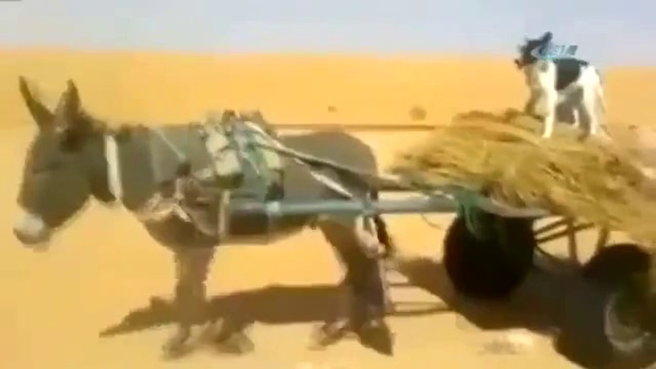 Ekmeğini Taştan Çıkaran Köpek