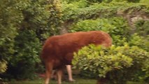 Une vache et son veau échappés dans mon jardin