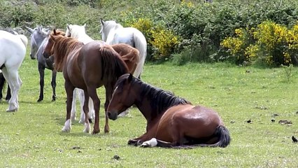 Les Chevaux de la Tramontane à Campoussy.
