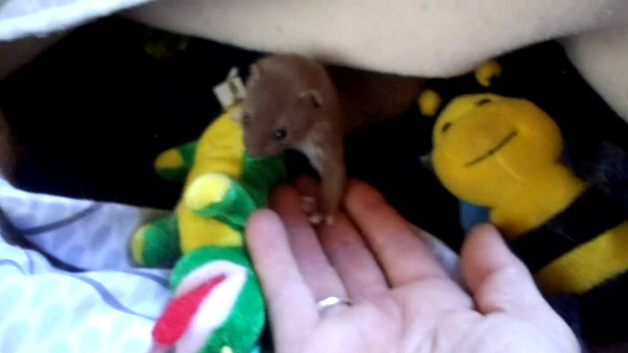 Teepi la belette !