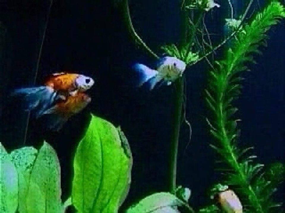 Poisson