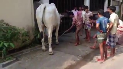 Dışkısını Vermek İstemeyen İnek Hindistan