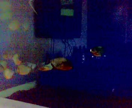 Temiz akvaryum ve balıkların mutluluğu