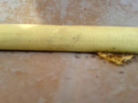 un travail de fourmis !