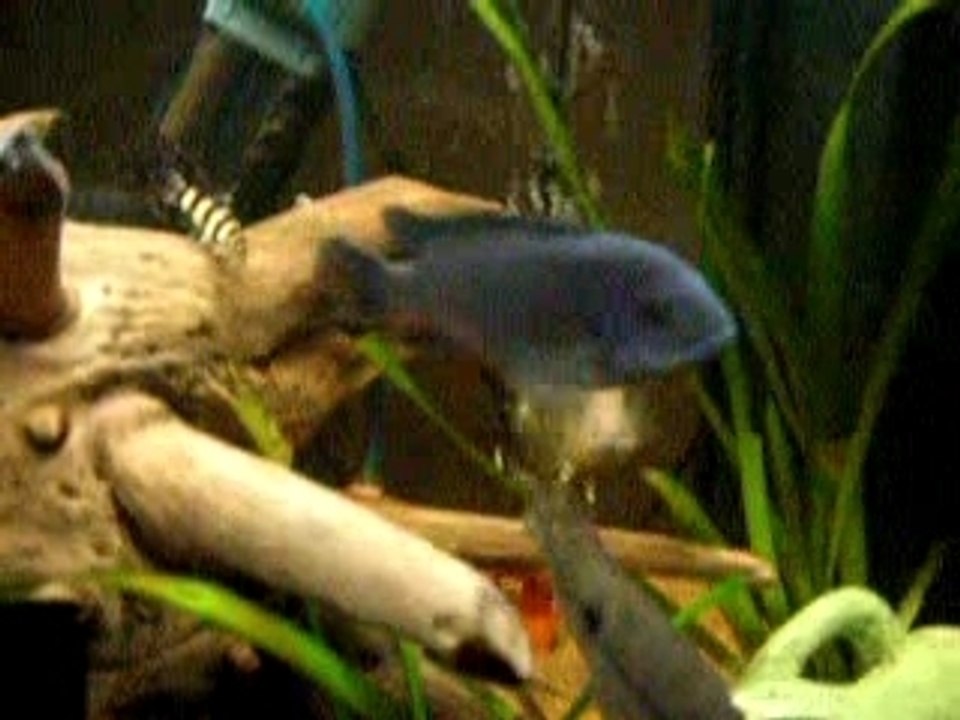 mes poissons