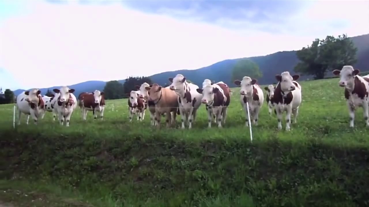 İneklerin Caz Müziğe Tepkileri