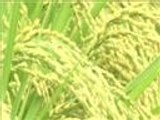 إحجام الفلاحين اليابانيين عن زراعة الأرز العالي الجودة