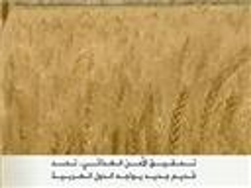 تحديات تحقيق الأمن الغذائي بالعالم العربي
