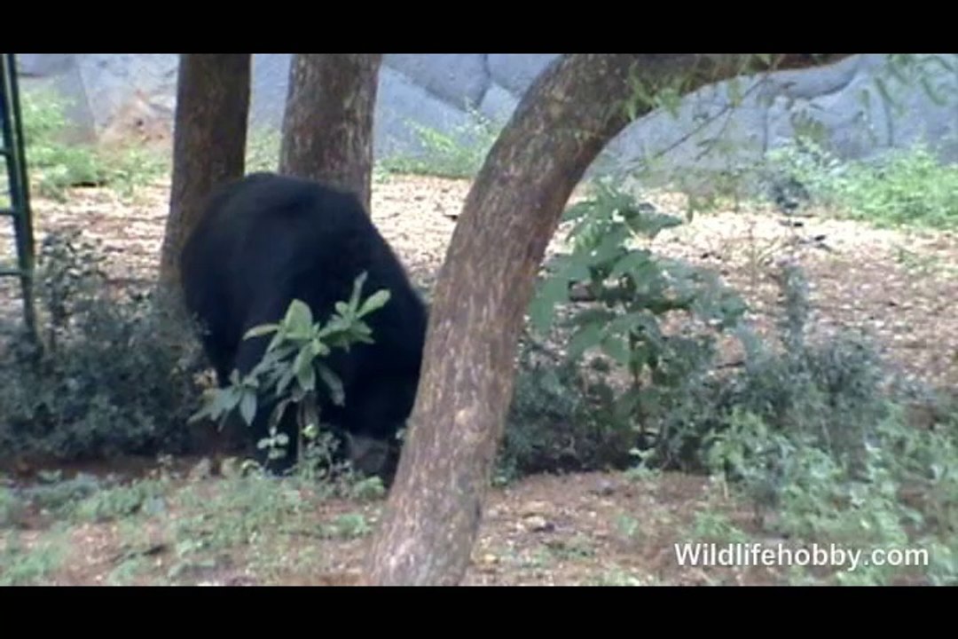 Sloth Bear Best