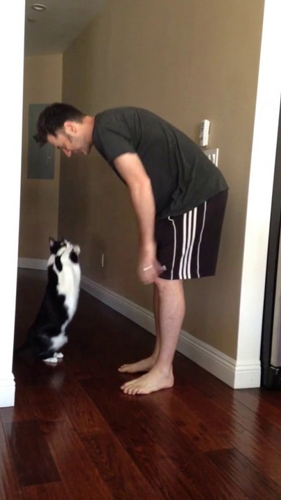 So cute kitten asking for hugs : Best Kitty Hug Ever!