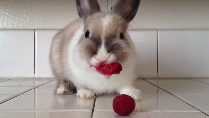 Lapin adorable qui mange des framboises!