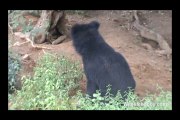 Sloth Bear Zoo life