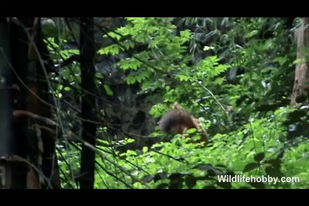 Find this Animal