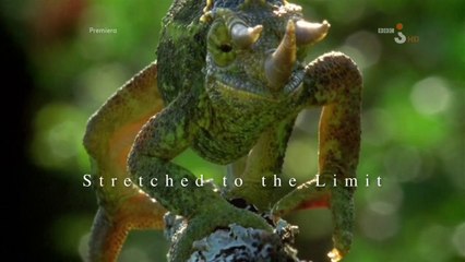 David Attenborough i cuda natury. Rozciągnięte do granic możliwości.