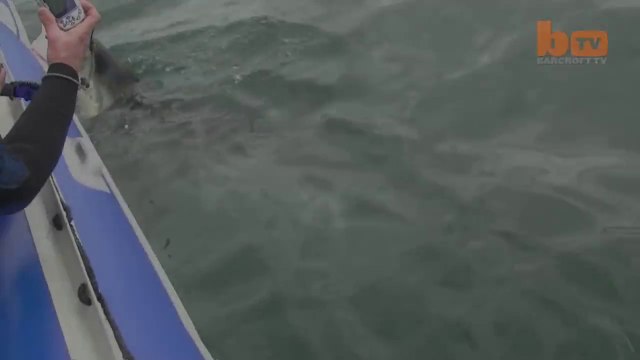 Un grand requin Blanc attaque un bateau! Violent...