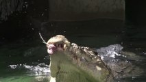 Amazing Jumping Crocodiles in Slow Motion