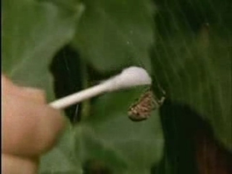 Spiders