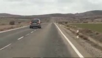 Manadas de jabalíes y ciervos, a sus anchas por las carreteras de Aragón