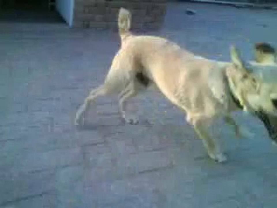 little oskar